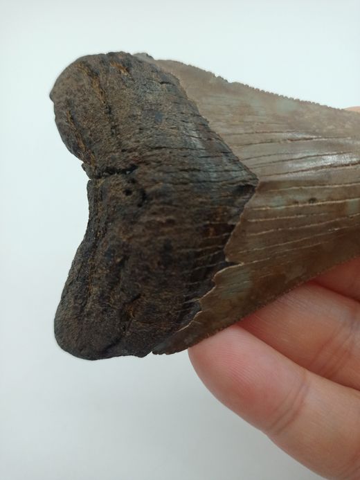 Diente fósil de tiburón Carcharocles megalodon