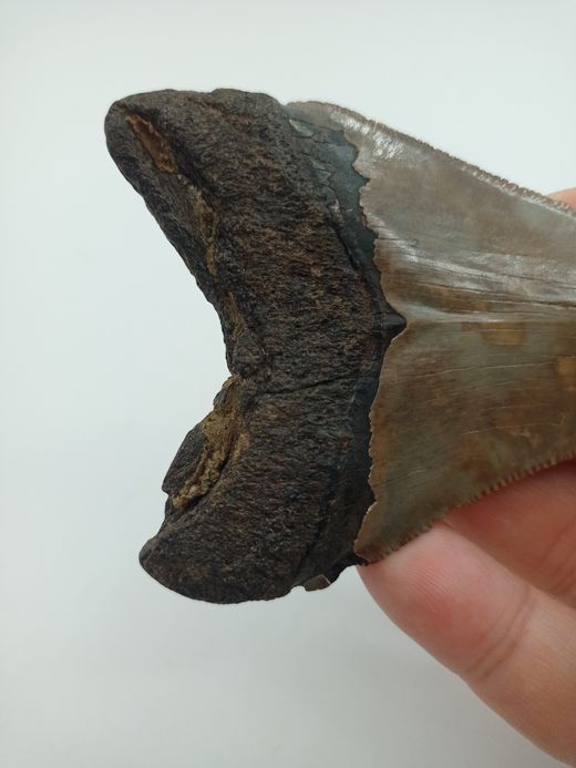 Diente fósil de tiburón Carcharocles megalodon