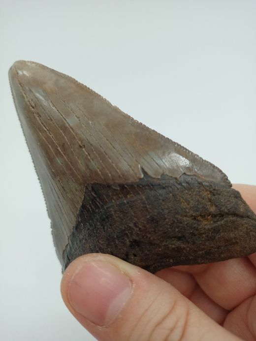 Diente fósil de tiburón Carcharocles megalodon