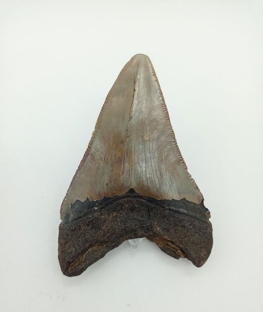 Diente fósil de tiburón Carcharocles megalodon