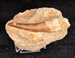 Diente fósil de Plesiosaurio - Zarafasaurus oceanis