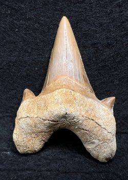 Diente fósil de Tiburón "Otodus Obliquus"
