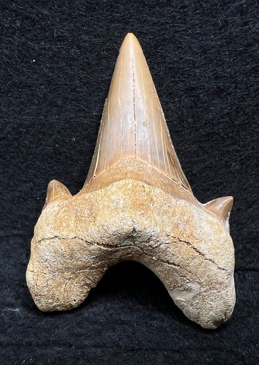 Diente fósil de Tiburón "Otodus Obliquus"