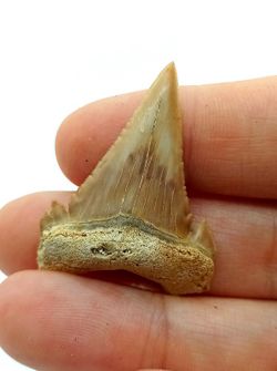 Diente fósil de Tiburón - Paleocarchalodon