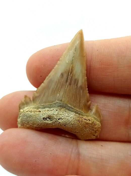 Diente fósil de Tiburón - Paleocarchalodon