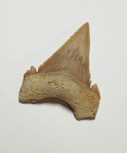 Diente fósil de Tiburón - Paleocarchalodon