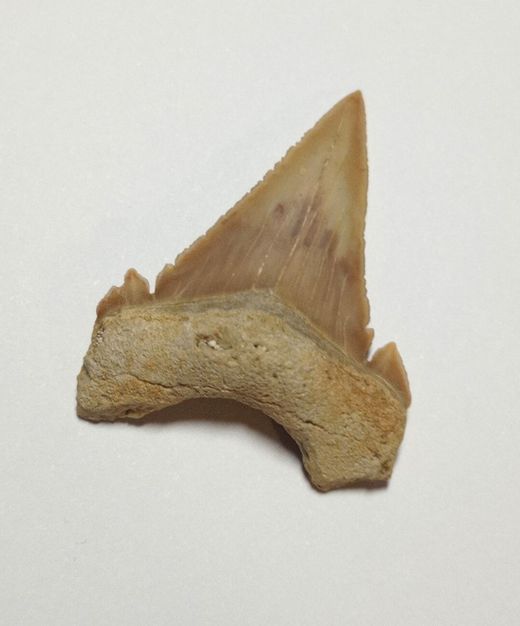Diente fósil de Tiburón - Paleocarchalodon