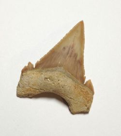 Diente fósil de Tiburón - Paleocarchalodon