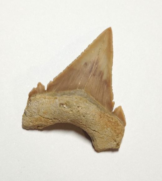 Diente fósil de Tiburón - Paleocarchalodon