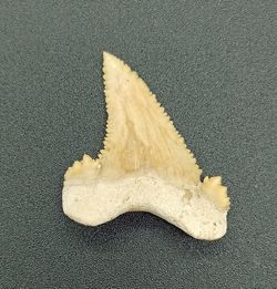 Diente fósil de tiburón (Paleocarcharodon)