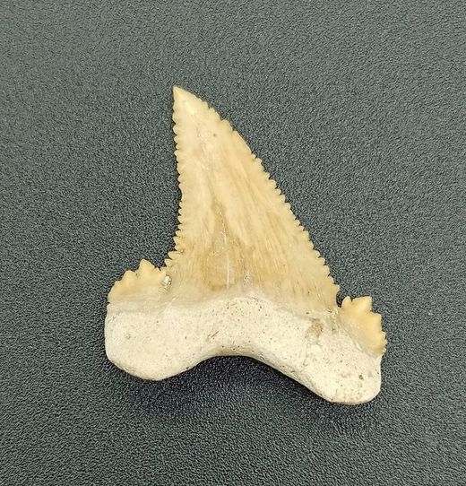Diente fósil de tiburón (Paleocarcharodon)