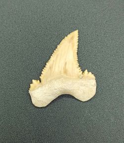 Diente fósil de tiburón (Paleocarcharodon)