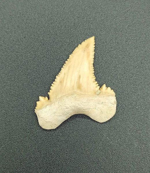 Diente fósil de tiburón (Paleocarcharodon)
