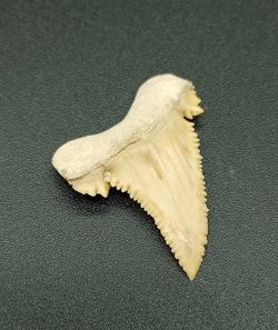 Diente fósil de tiburón (Paleocarcharodon)