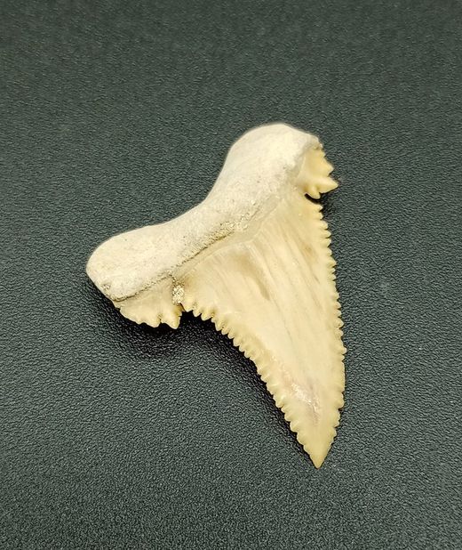 Diente fósil de tiburón (Paleocarcharodon)