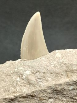 Diente fósil de tiburón Otodus Obliquus (Ref. 2)