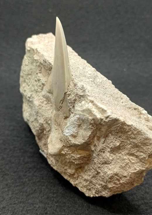 Diente fósil de tiburón Otodus Obliquus (Ref. 2)