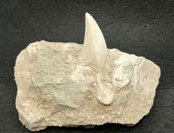 Diente fósil de tiburón Otodus Obliquus (Ref. 2)