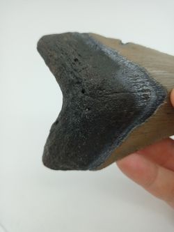 Diente fósil de Carcharocles megalodon