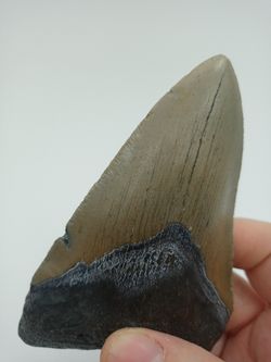 Diente fósil de Carcharocles megalodon