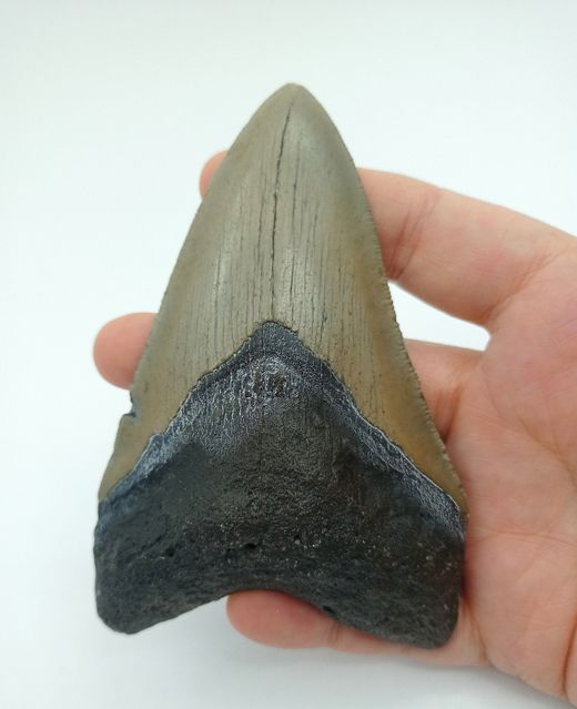 Diente fósil de Carcharocles megalodon