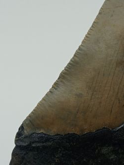 Diente fósil de Carcharocles megalodon