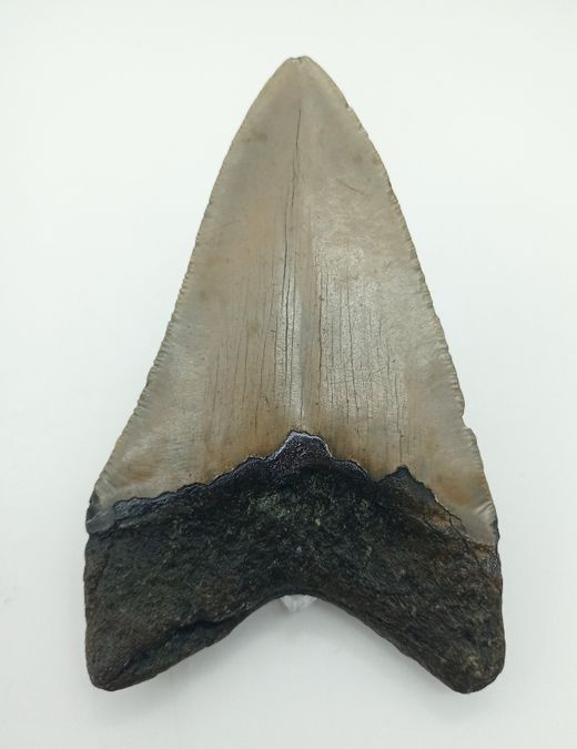 Diente fósil de Carcharocles megalodon