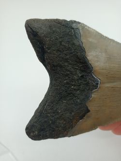 Diente fósil de Carcharocles megalodon