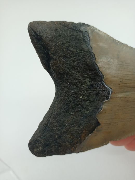 Diente fósil de Carcharocles megalodon