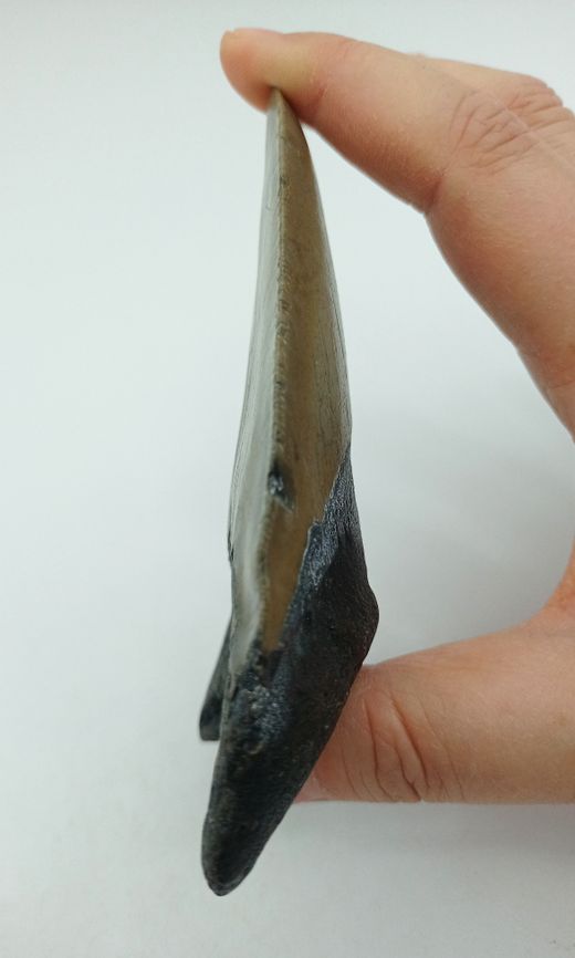 Diente fósil de Carcharocles megalodon
