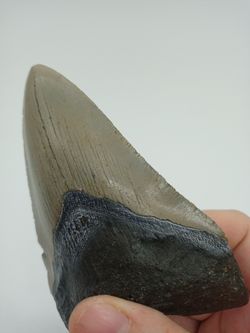 Diente fósil de Carcharocles megalodon
