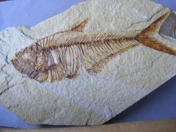 Diplomystus dentatus