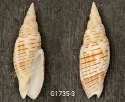 Domiporta granatina