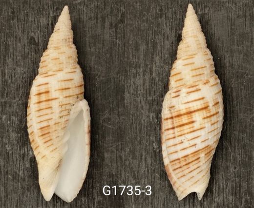 Domiporta granatina