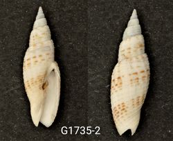 Domiporta granatina