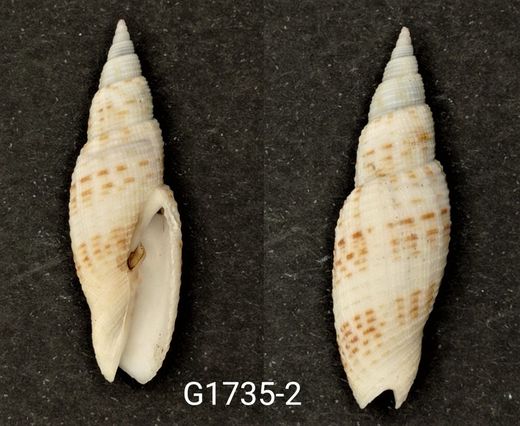 Domiporta granatina