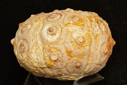 Dorocidaris taouzensis