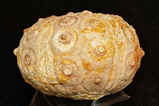 Dorocidaris taouzensis