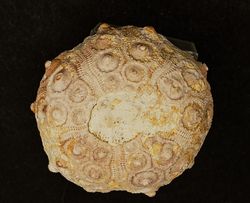 Dorocidaris taouzensis