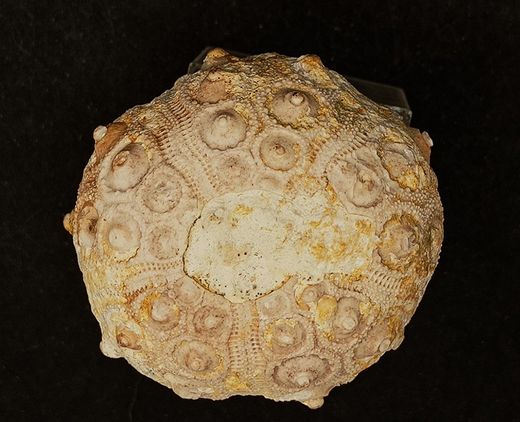 Dorocidaris taouzensis