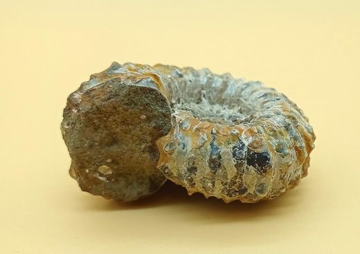 Douvilleiceras (Ammonites)