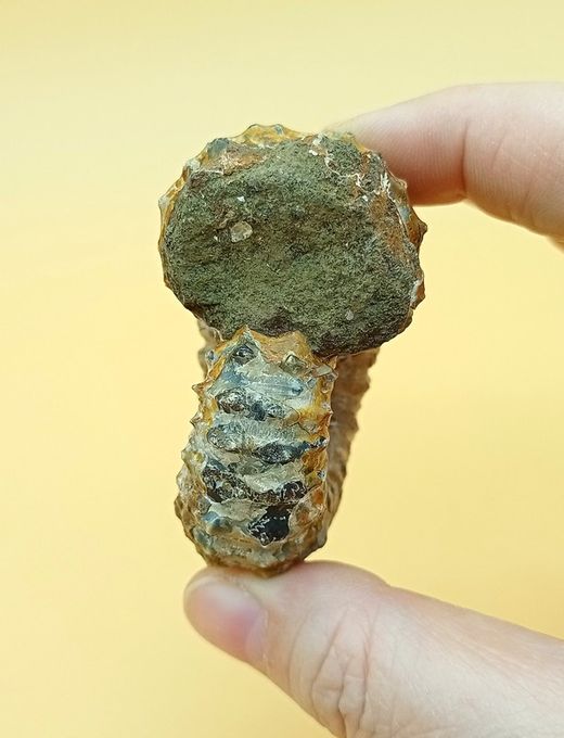 Douvilleiceras (Ammonites)