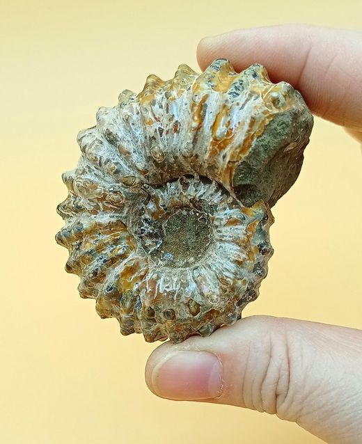 Douvilleiceras (Ammonites)