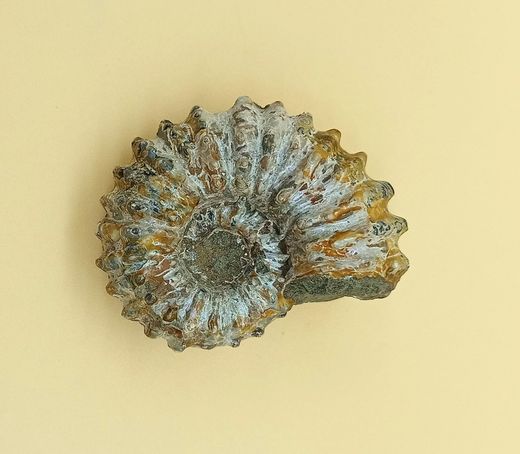 Douvilleiceras (Ammonites)