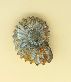 Douvilleiceras (Ammonites)