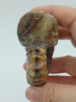 Douvilleiceras (Ammonites)