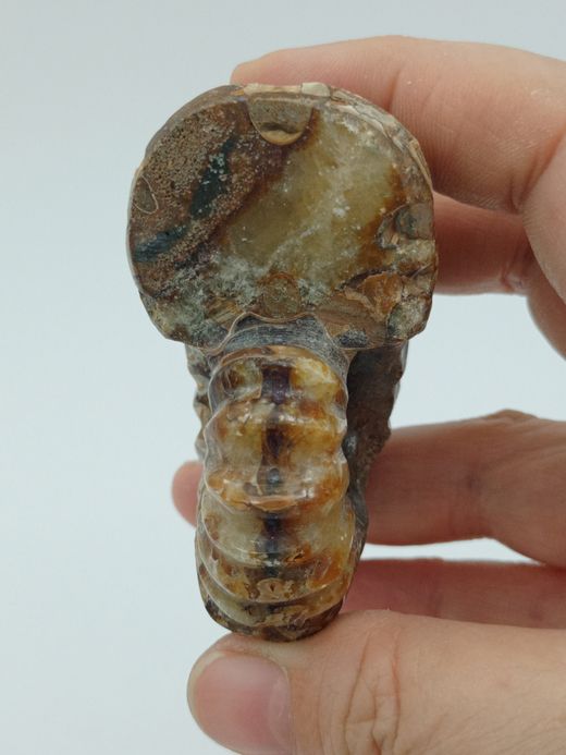 Douvilleiceras (Ammonites)