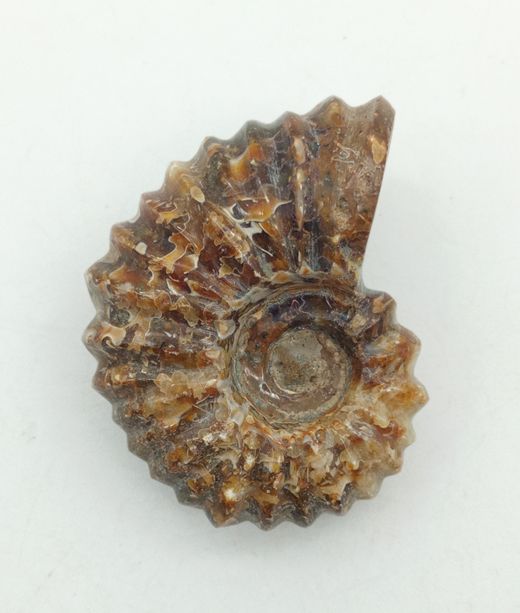 Douvilleiceras (Ammonites)