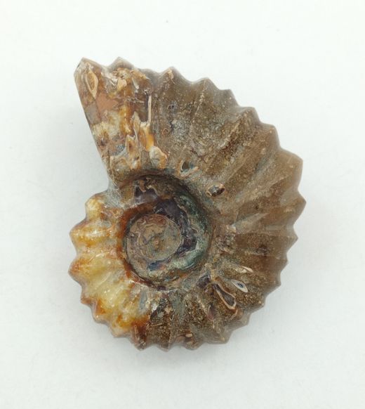 Douvilleiceras (Ammonites)