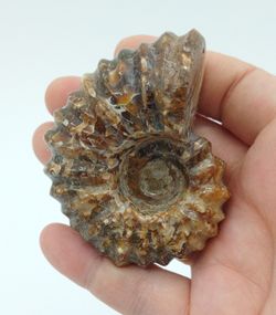 Douvilleiceras (Ammonites)